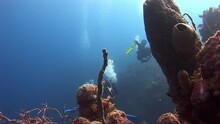 Caribbean Sea, Commonwealth Of The Bahamas - September 3, 2020: Clear Sea Water Provides Best Conditions For Divers To Explore Underwater World. Explore World Beneath Waves.