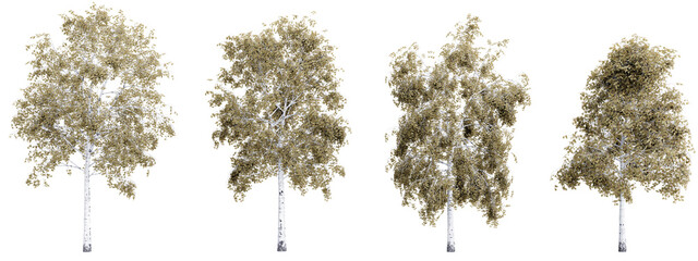 Fototapete - Tree betula pendula on transparent background.3d rendering PNG Set