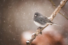 Close-up Of Dark-eyed Junco Perching On Branch During Snowfall