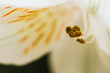 © Cavan Images - Extreme close-up of flower blooming outdoors