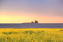 Scenic View Of Oilseed Rapes Growing By Sea Against Clear Sky During Sunrise