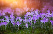 dzikie krokusy fioletowe jako wiosenne tło. purple crocuses	
