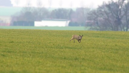 Sticker - one young doe smells a roebuck on a green field in spring