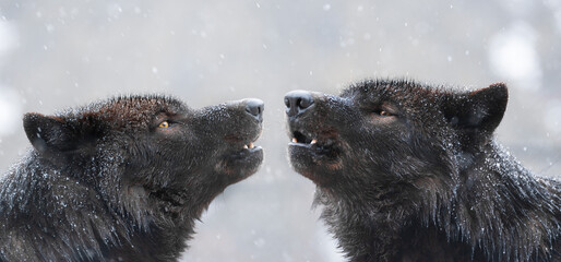 Wall Mural - two canadian wolves howl in bad weather in winter