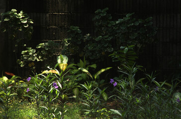 Green garden with sun light on the leaves. Greenery botanical with small purple flowers around, isolated on stone walls background. Park outdoor photography.