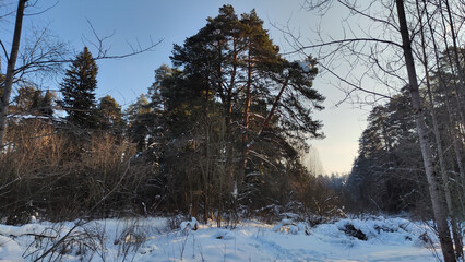 Wall Mural - Landscape with snow forest and sun in winter or early spring day