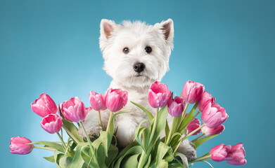 Wall Mural - White dog West Highland White Terrier with flowers on a bright background.