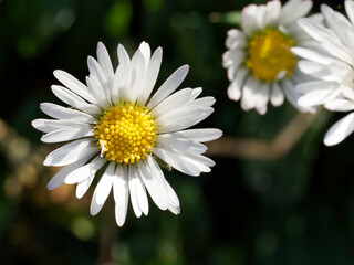 Daisy flower on green meadow (selective DOF)