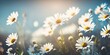 Natures beauty captured in a spring floral background with daisies blooming under a clear blue sky, Generative AI