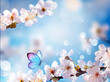 Blossom tree over nature background with butterfly. Spring flowers. Spring background. Blurred concept.