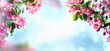 Flowering branches and petals on a blurred background,