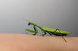 modliszka zwyczajna (Mantidae) na ręce