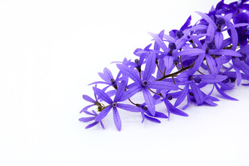 Wall Mural - Close up purple Wreath flower isolated on white background. Beautiful bouquet of violet flora or floral with copy space. The science name is Petrea volubilis.