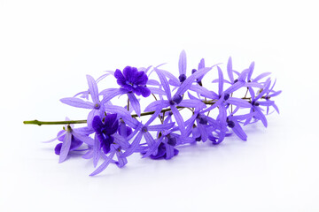 Wall Mural - Cose up Purple Wreath flower isolated on white background. Beautiful bouquet of violet flora or floral with copy space. The science name is Petrea volubilis.