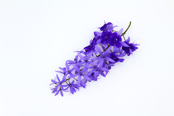 Wall Mural - Top view of purple Wreath flower isolated on white background. Flat lay of Beautiful bouquet of violet flora or floral with copy space. The science name is Petrea volubilis.