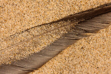 Feather Partially Buried In The Beach Sand At Kohler-Andrae State Park, Sheboygan, Wisconsin
