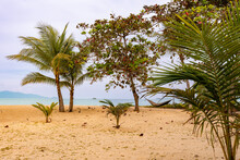 Empty Sandy Beach With Rare Trees And Someone Lying In Hammock Between Palm Trees, Samui, Thailand
