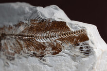 Prehistoric Fossil Of A Fish Skeleton In A White Stone, Found On The Territory Of Modern Armenia