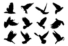Dove Flying With Olive Branch Twig Silhouette Vector Pigeon Peace And Easter Symbol Collection.
