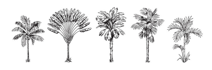 Hand drawn black and white tropical palms. Vector illustration set. Hawaiian plants in realistic style. Foliage design. Botanical elements isolated on a white background.