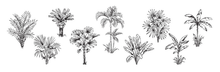 hand drawn black and white tropical palms. vector illustration set. hawaiian plants in realistic sty