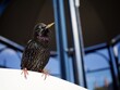 canvas print picture - Starling Perched in a Cafe