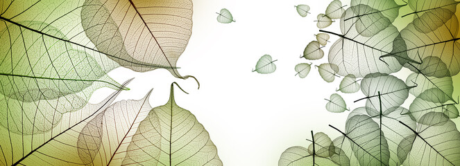 Wall Mural - leaf skeletons with veins and cells on white background