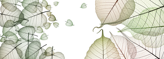 leaf skeletons with veins and cells on white background