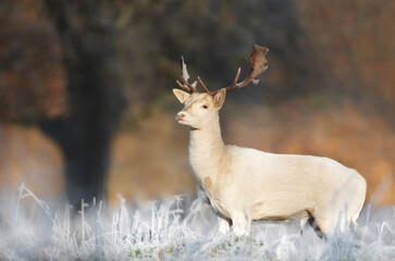 Wall Mural - Close up of a Fallow deer in winter