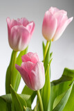Fototapeta Tulipany - Bouquet of delicate tulips on a light background background.