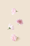 Fototapeta Kwiaty - Pink flowers on a cream background. Aesthetic nature levitation concept.