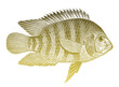 Chameleon cichlid australoheros facetus, freshwater fish from South America