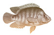 Mayan cichlid mayaheros urophthalmus, food fish from Central America