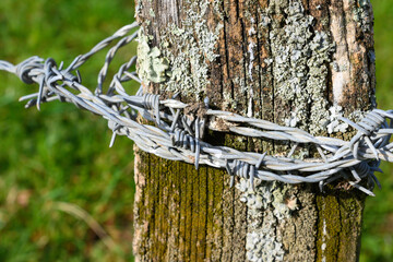 Wall Mural - close-up of spikes in an old, whitish barbed wire, knotted and surrounding a wooden pole of a tree trunk, in the background the green of the field is out of focus