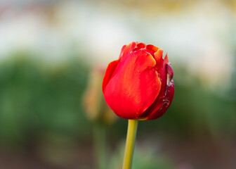 Vibrant and Colorful tulips on a spring sunset