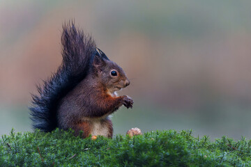 Wall Mural - Eurasian red squirrel (Sciurus vulgaris) searching for food in the autumn in the forest in the South of the Netherlands.   
