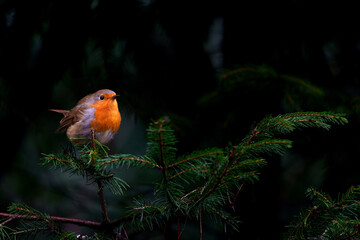 Canvas Print - European Robin (Erithacus rubecula) sitting on a branch in the  forest of the Netherlands. Dark background.