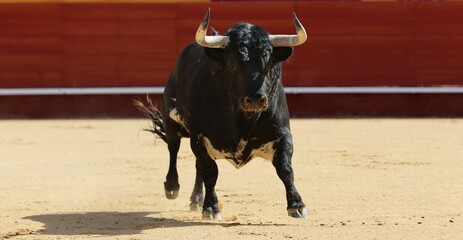 Wall Mural - bull in the bullring in spain	