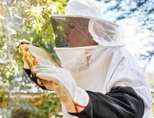 Beekeeping, honey and agriculture with a woman farmer working outdoor in the countryside for natural product. Frame, farm and sustainability with a senior female beekeeper at work during spring