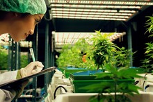 Female Scientist Research And Record Data From Gratifying Cannabis Plants In The Pot. Grow Facility For Indoor Cannabis Hemp Farm For High-quality Medicinal Cannabis Product For Medical Purpose.