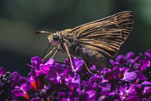 Tan And Brown Small Skipper Butterfly (Hesperiidae) Drinking Nectar And Foraging On Purple Butterfly Bush Flowers. Long Island, New York