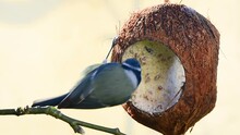 Blue Tit Eating Suet And Bird Seeds From Coconut Bird Feeder Close-up