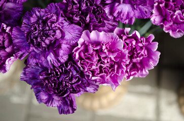 Wall Mural - Carnation purple decorative flower on a blurred background.