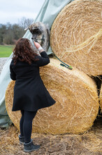 Akita Inu Dog With Gray Fur Sitting On Top Of A Hay Ball At A Stack Of Hay Balls, Woman With Brown Curly Hair And Black Coat Standing In Front, Rear View, Vertical Shot