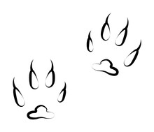 Fox Tracks Icon. Element Of Animal Track For Mobile Concept And Web Apps. Hand Drawn Fox Tracks Icon Can Be Used For Web And Mobile On White Background