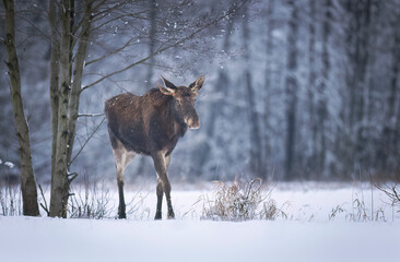 Wall Mural - elk or moose ( Alces alces )