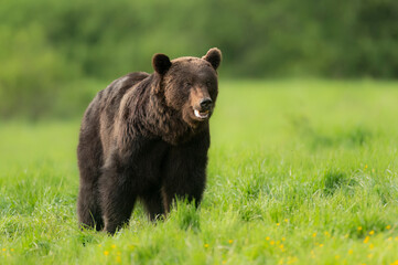 Wall Mural - Wild brown bear ( Ursus arctos )
