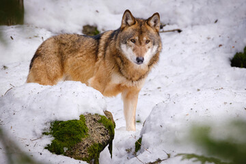 Wall Mural - wolf in Srni run in Czech Republic