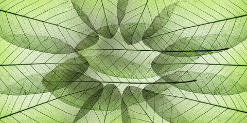 Wall Mural - background from leaves sceletons with veins and cells - macro photography