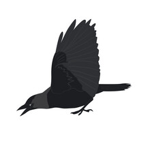 Attack Jackdaw With Raised Wings